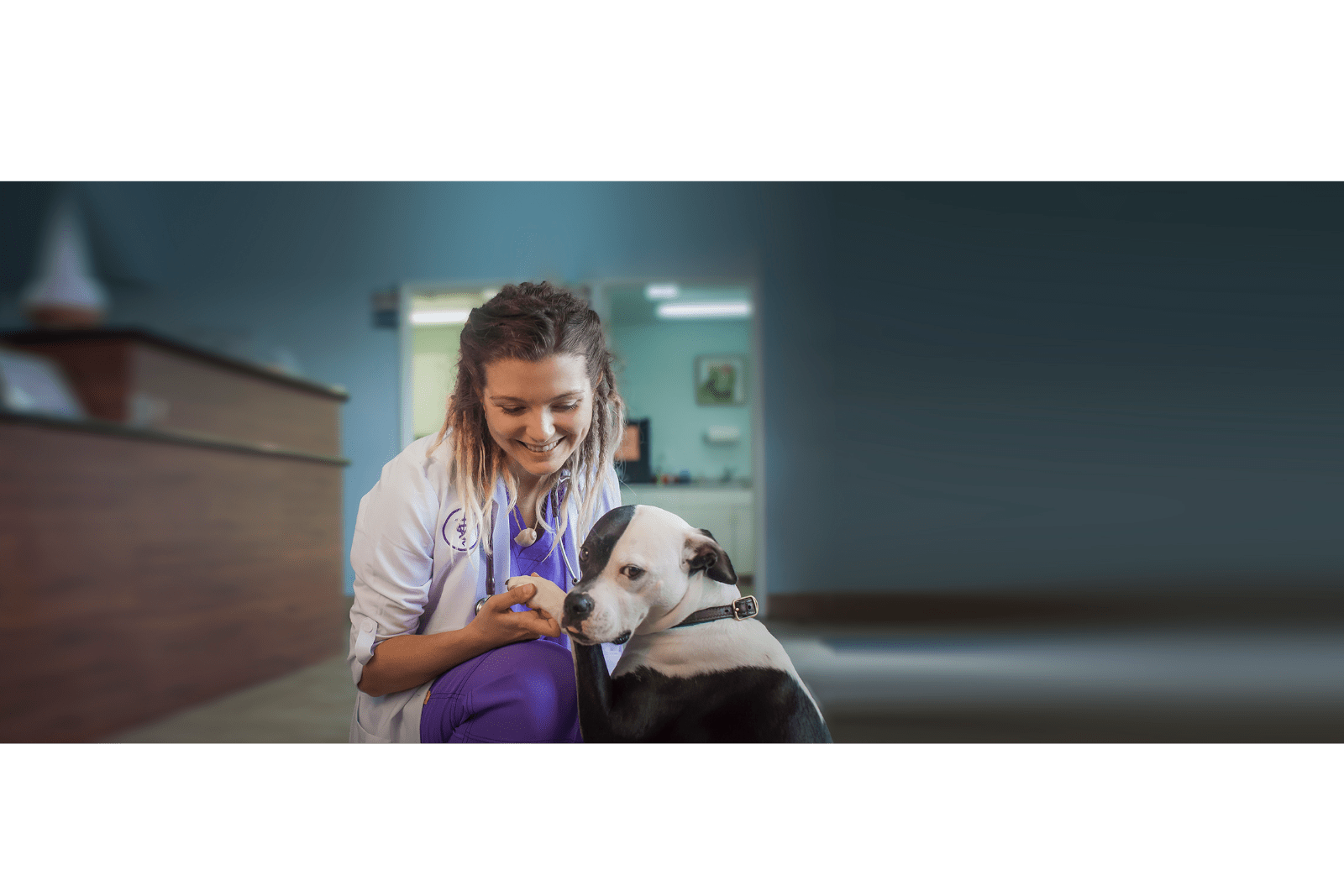 vet-looking-at-dogs-paws