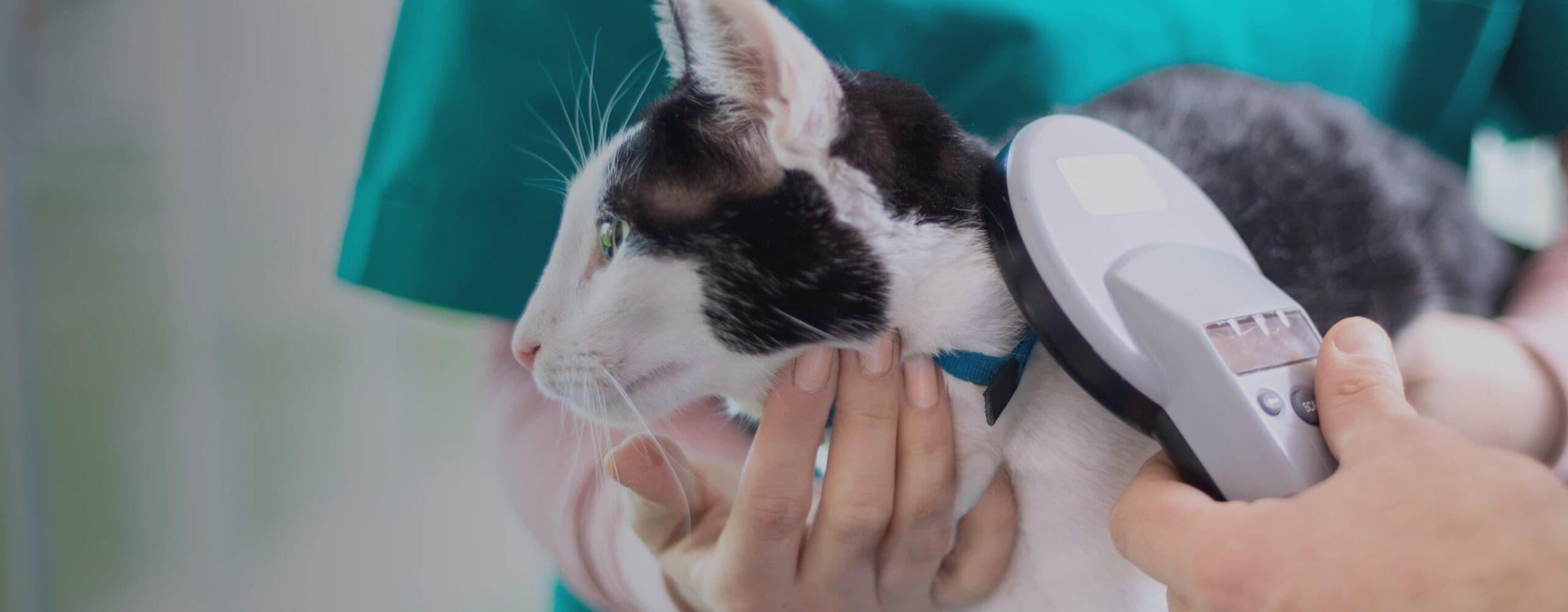 A cat is scanned for its microchip.